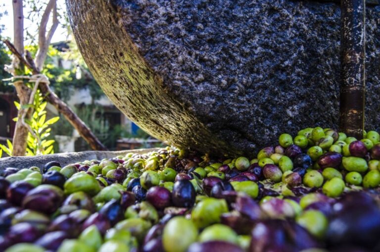 Die ikonische Olivenernte in Türkiye:   Ein saisonales Fest, das man nicht verpasst sollte